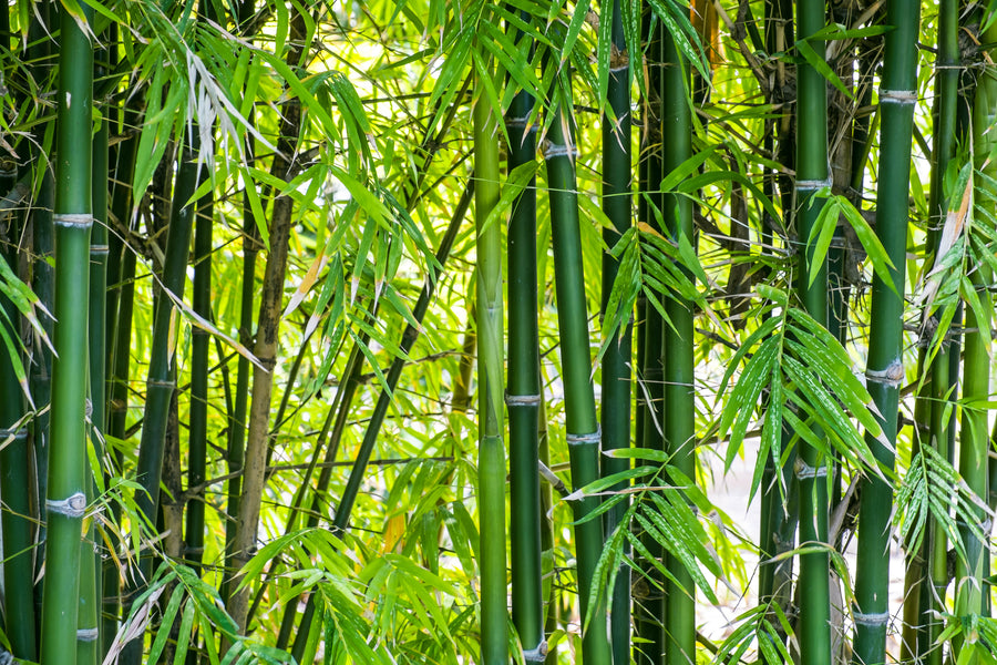 Change to Using Bamboo for So Many Reasons