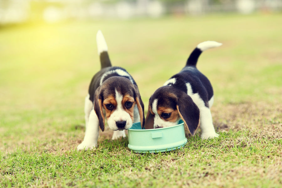 Feeding Your Dog The Right Food