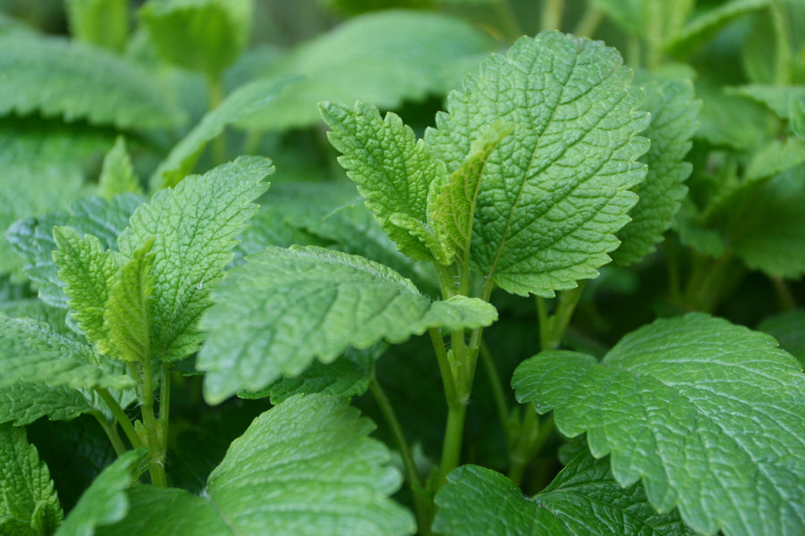 Lemon Balm and its Soothing, Relaxing and Mood Boosting Benefits
