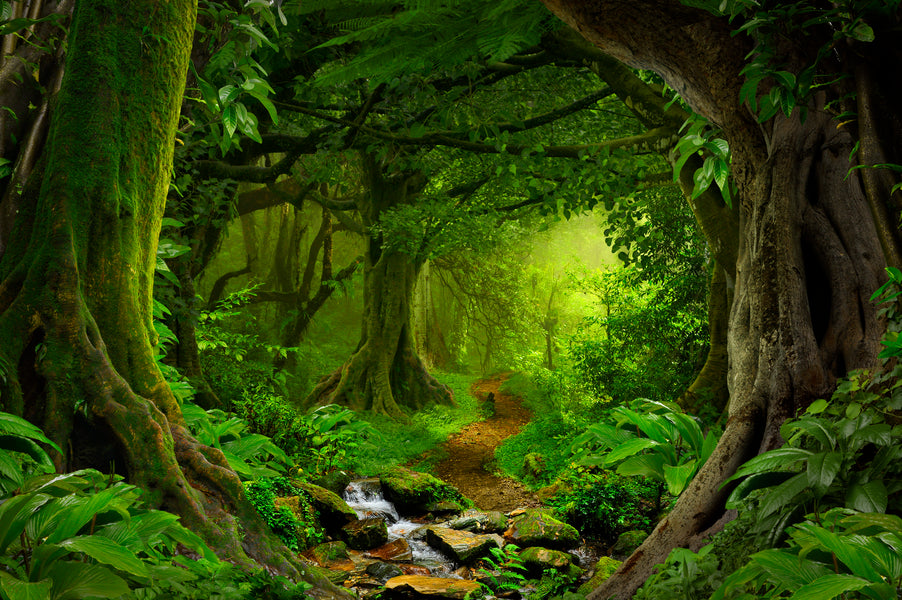 Are you a Dendrophile?