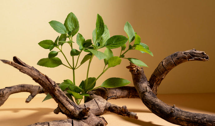 Benefits of Ashwagandha