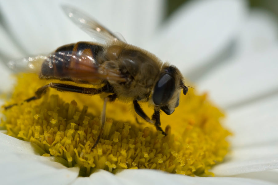 Warmer Weather Can Mean Insect Bites & Stings