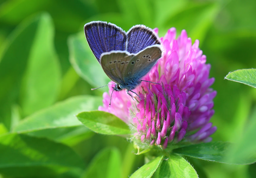 How to Cleanse Your Body with Parsley, Alfalfa, Red Clover, Chlorella or Chlorophyll