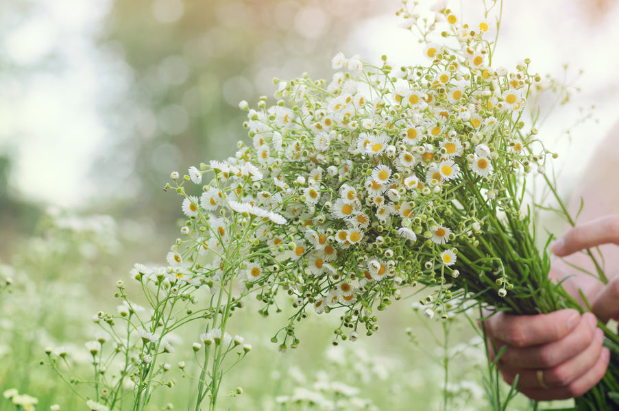 Camomile Can Help You to Sleep More Soundly