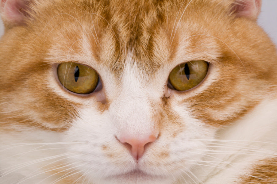 10 Natural And Safe Ways To Prevent Cats Using Your Garden As A Toilet