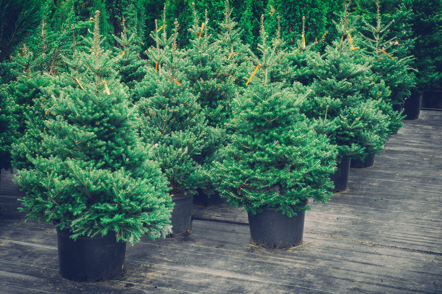 Christmas and is a REAL Tree the Way to Go?