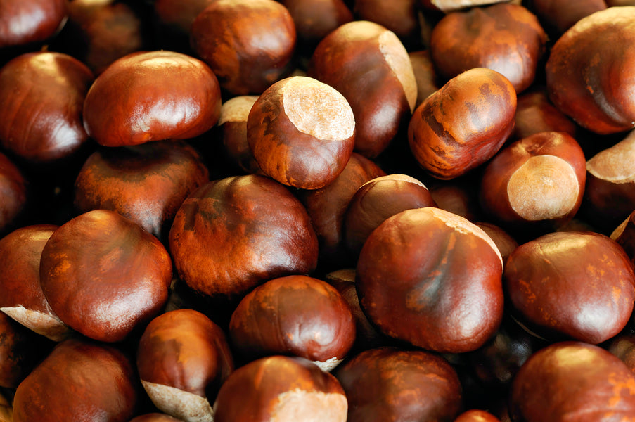 How to Use those Conkers, the Seeds of the Horse Chestnut Tree