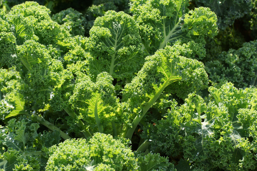 How to Grow and Learn to Love KALE!