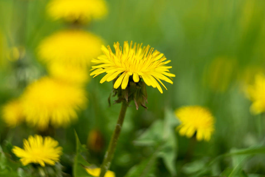 Dandelions are not Just for the Bees and Pollinators