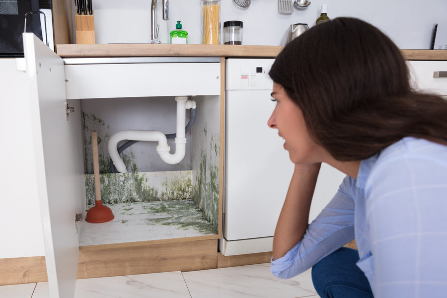 The Danger of Mold in Your Home