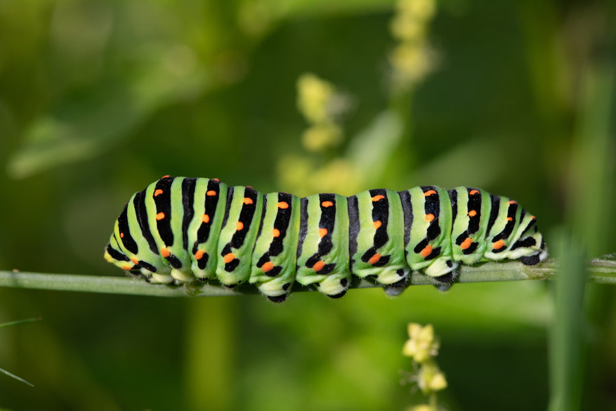 Who Would have Thought that the Very Hungry Caterpillar Could Cause Environmental Issues