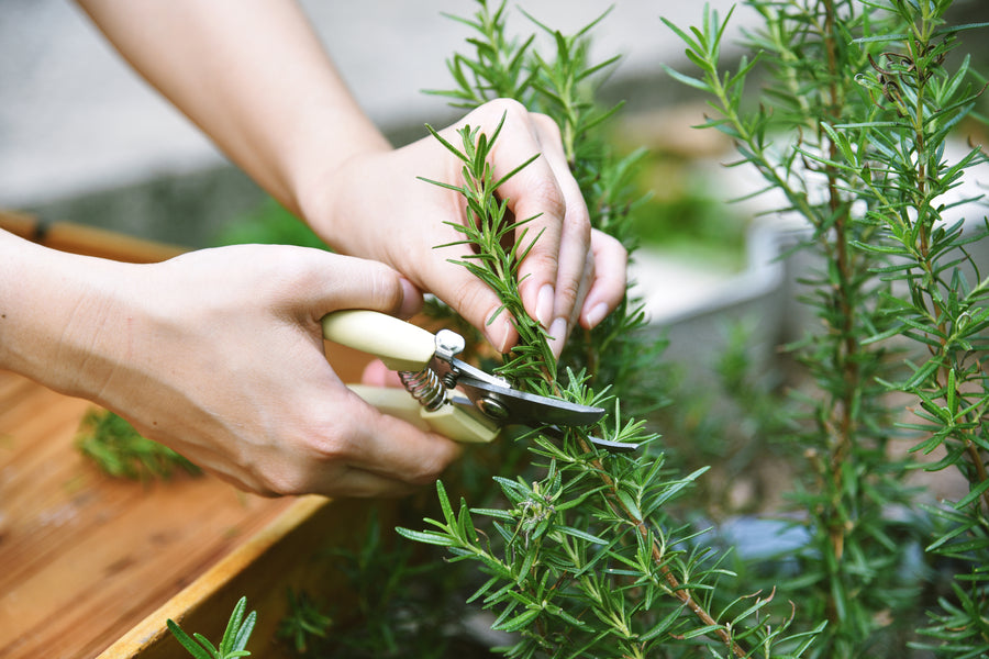 Top Ten Tips on Using the Herb Rosemary in Your Home