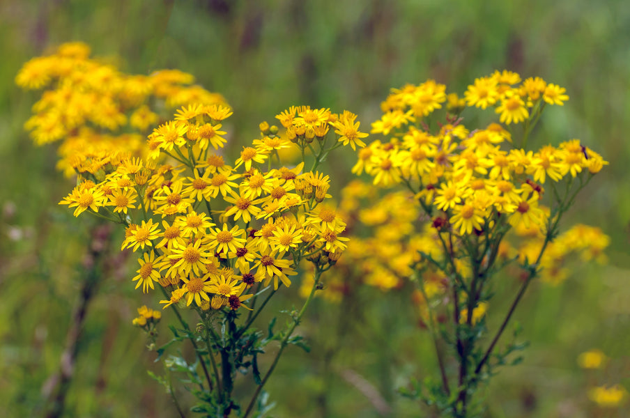 What is Ragwort (or Tansy Ragwort) and is it a Helpful or Harmful Plant?