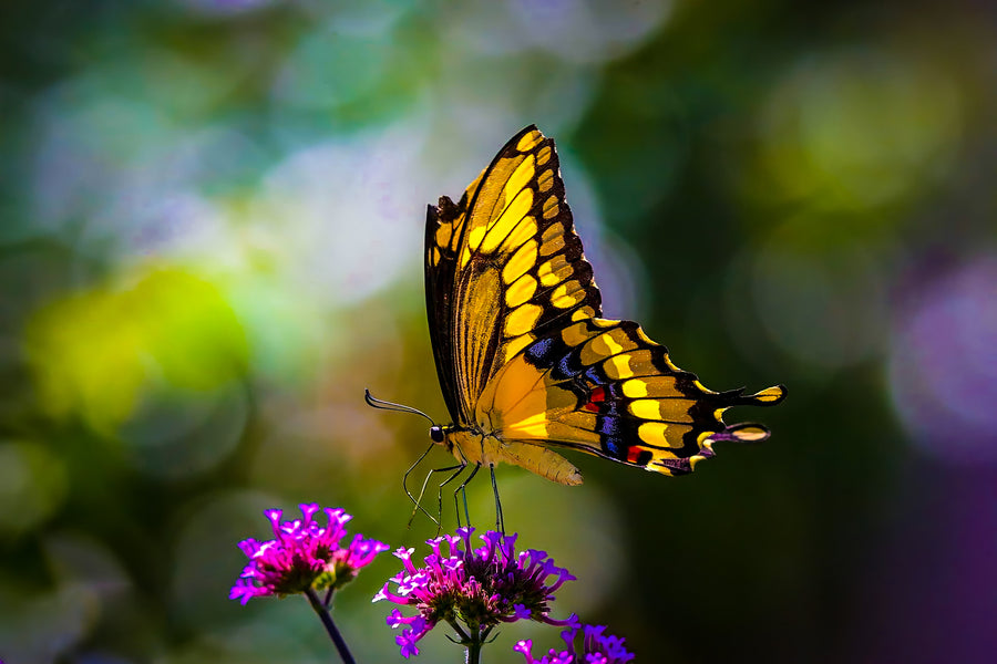 Butterflies Can Boost Your Connection With Nature