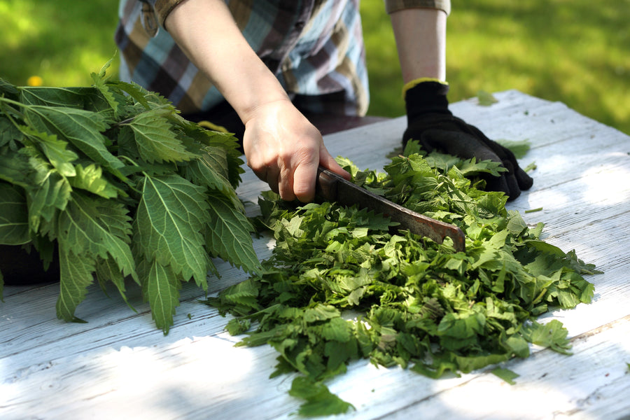 Taking The Sting Out Of Stinging Nettles