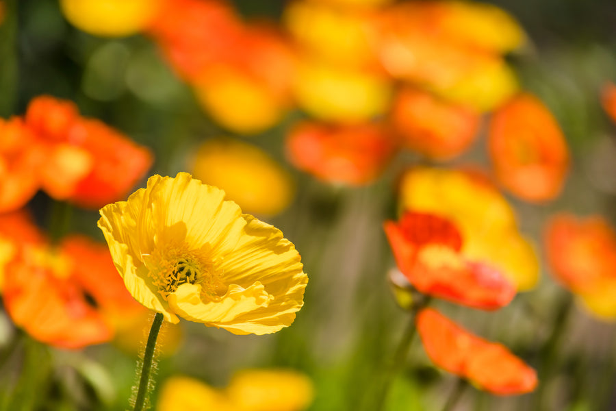 Top Ten Tips on How to Brighten Your Day!