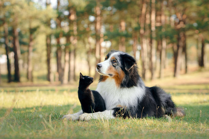 Our Pets Can Suffer From The Pain & Discomfort Of This Common Condition